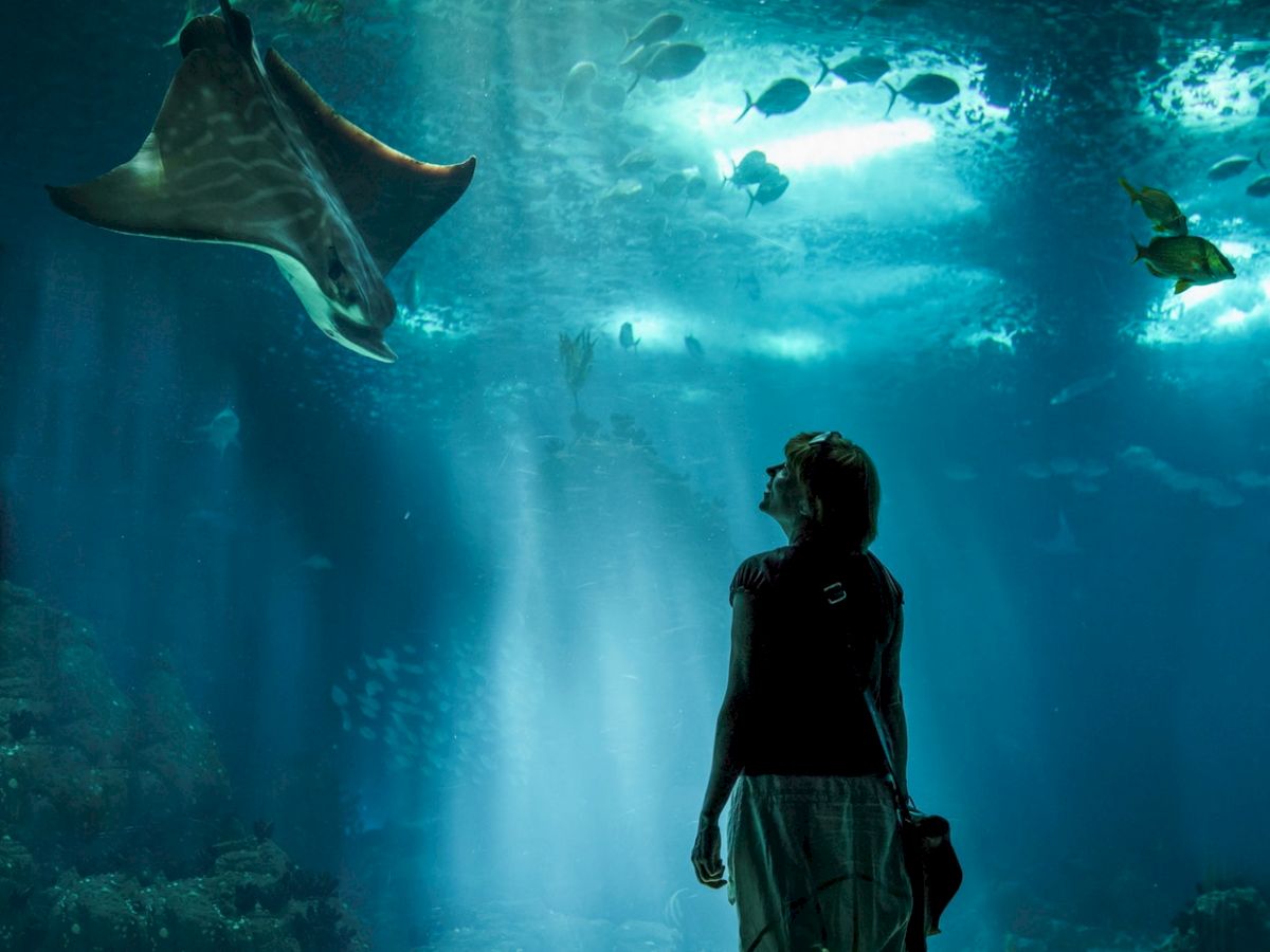 A person stands in an aquarium, looking up at a large ray swimming above, surrounded by other fish with light streaming through the water.