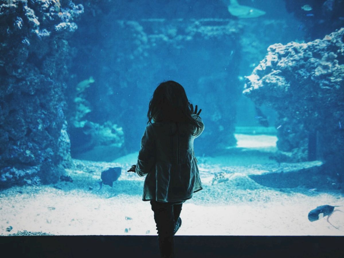 A child is standing in front of a large aquarium tank, touching the glass and observing the underwater scene with fish and coral.