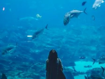 A person stands in front of a large aquarium, looking at various fish swimming in the tank. The scene is tranquil and mesmerizing.